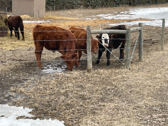 Looking for bottle calves  in Livestock in Regina