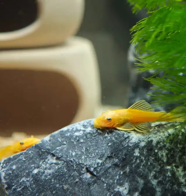 Home Bred Golden Bristlenose Pleco (Juveniles) $8 each in Fish for Rehoming in Richmond - Image 7