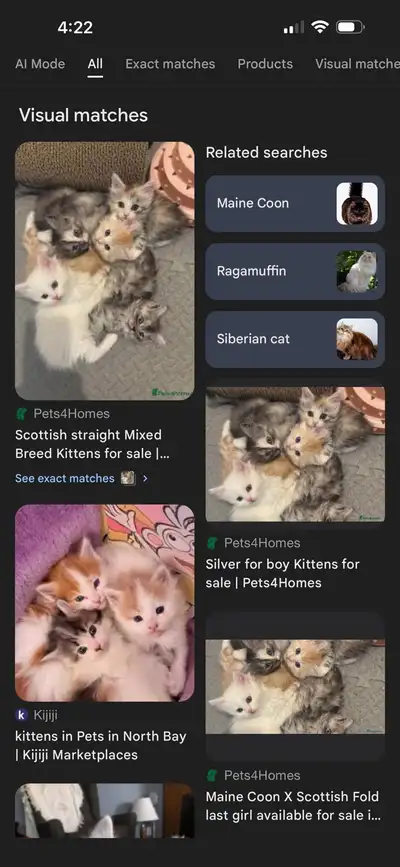 kittens- BUY BEWARE, View more