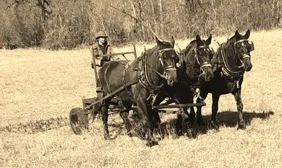 Learn to use Draft Horses on your own farm or woodlot! I offer small group 2 day Weekend Workshops a...