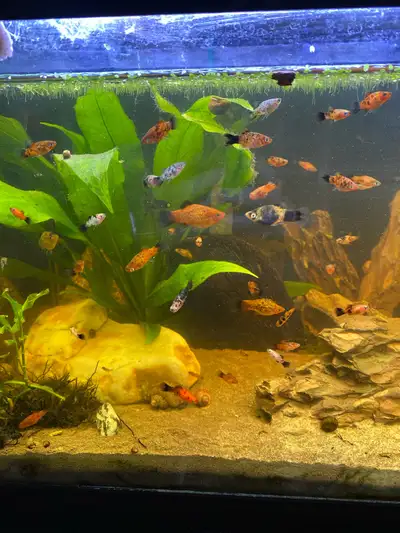 Platy (assorted colours), View more