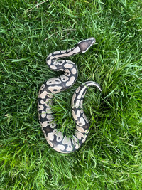 Female Axanthic Ball Python For Sale