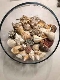 Shells in a glass bowl