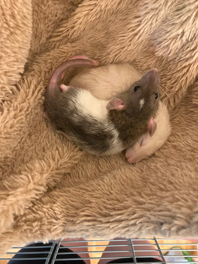 Bébés rats dumbos 6 semaines à donner contre bons soins dans Petits animaux à adopter  à Ville de Montréal
