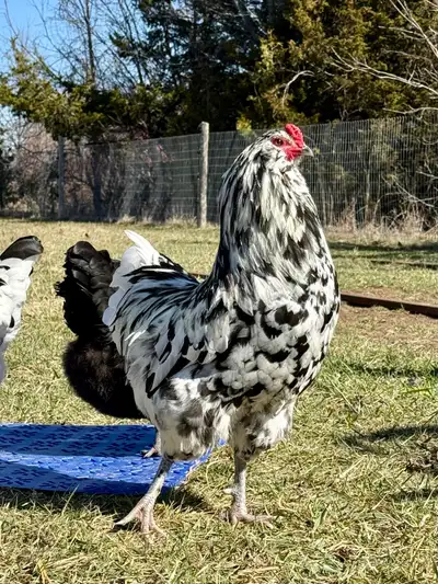 Ermine ameraucana rooster , View more