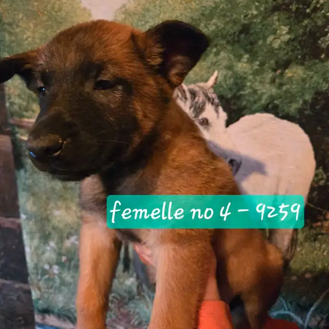 Beautiful Belgium Malinois  Dark Puppies  Magnifiques Malinois in Dogs & Puppies for Rehoming in Laval / North Shore - Image 7