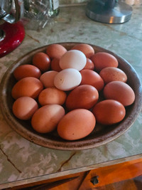 Large brown eggs