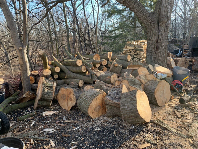 Campfire wood in Fireplace & Firewood in Markham / York Region - Image 4