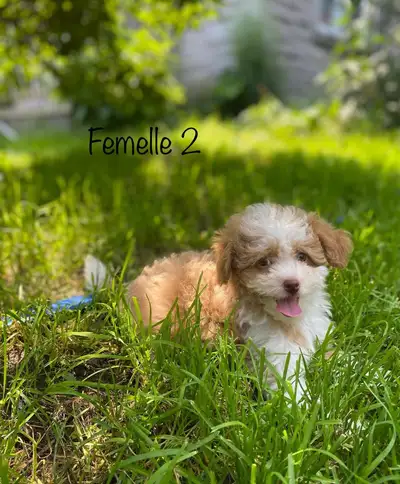 chiots cavapoo de couleurs à couper le souffle ❤️, View more