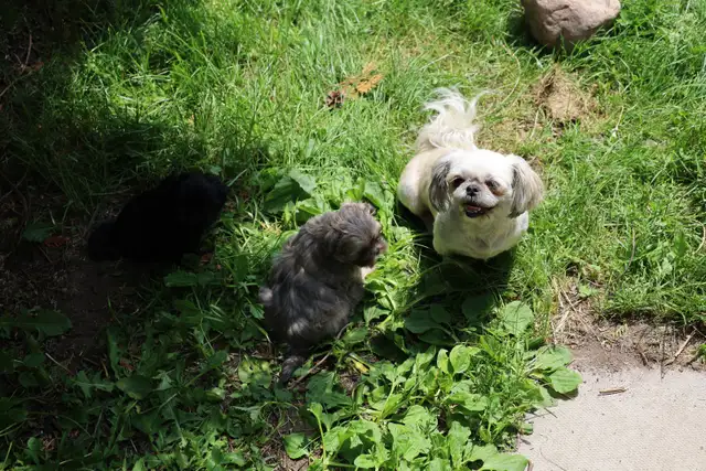 Shih tzu puppies coming HOUSE TRAINED; purebred; CKC reg'd in Dogs & Puppies for Rehoming in City of Toronto - Image 8