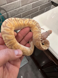 Python royal bebe