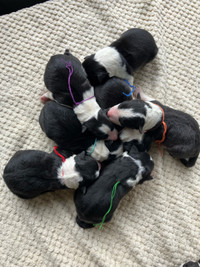 Purebred border collie pups