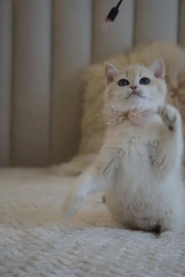 Purebred British Shorthair And Longhair Kittens in Cats & Kittens for Rehoming in City of Montréal - Image 9