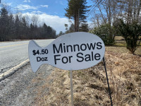 Minnows for sale