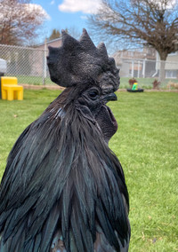 Purebred superior quality Ayam Cemani hatching eggs and chicks 