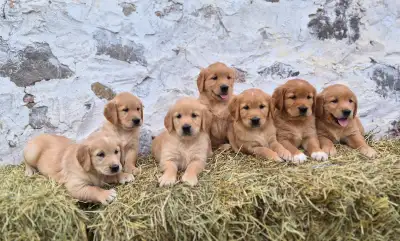 Purebred Golden Retriever pups, View more