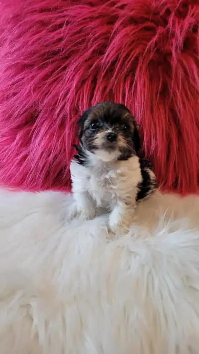 Yorkipoo (Yorkshire mix Caniche miniature), View more