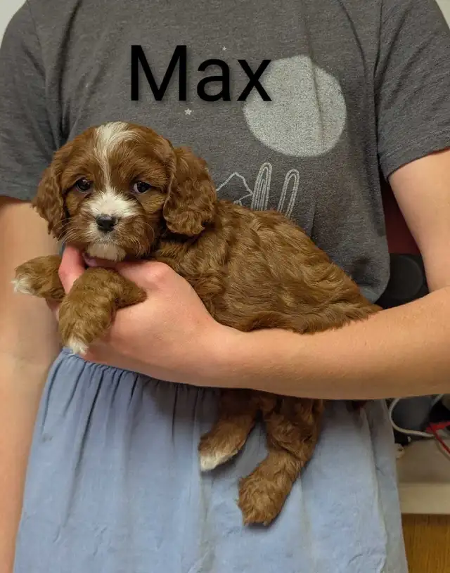 Cavapoo puppies in Dogs & Puppies for Rehoming in Kamloops - Image 5
