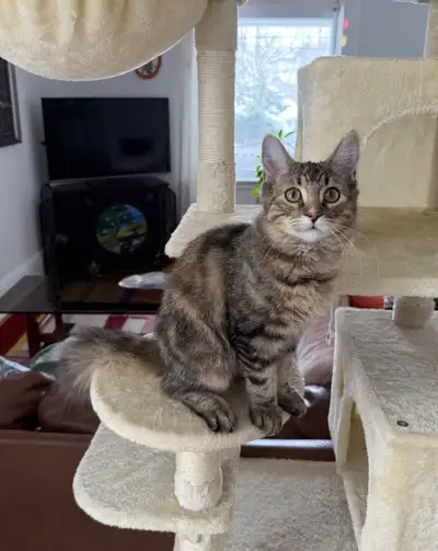 Siberian Female, View more