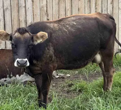 2yr old 3/4 Jersey cross, View more