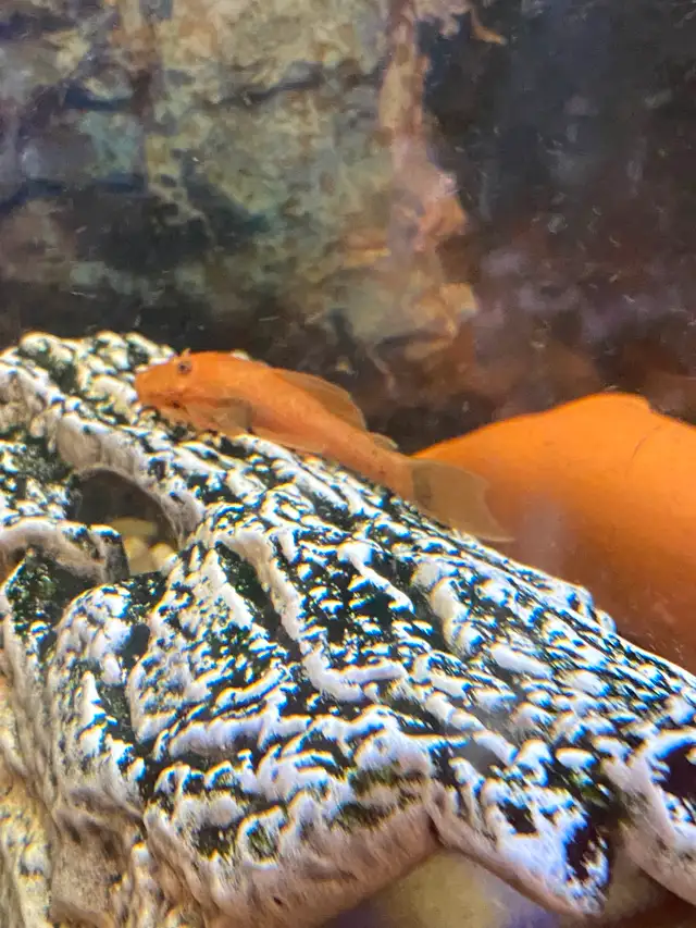 Super Red Bristlenose Pleco Juvi fish in Fish for Rehoming in Mississauga / Peel Region - Image 3