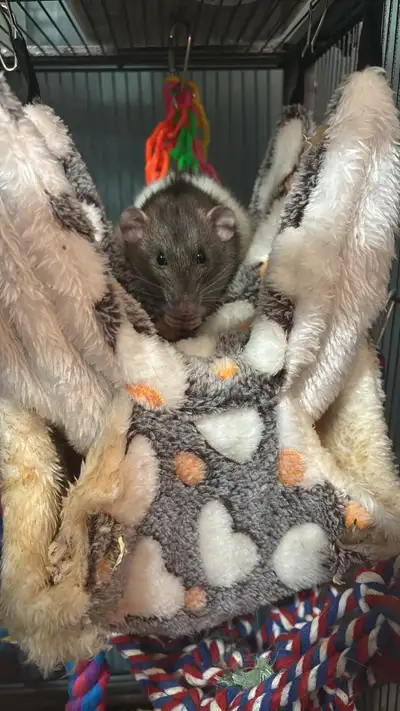 These four lovely sisters are 8 months old. Dumbo rats, sociable, curious My dog has not stopped sta...