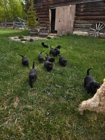 Not Set On Price, we want these Pups to go to caring homes! Rottweiler/ 2/3 Retriever / 1/3 Poodle T...