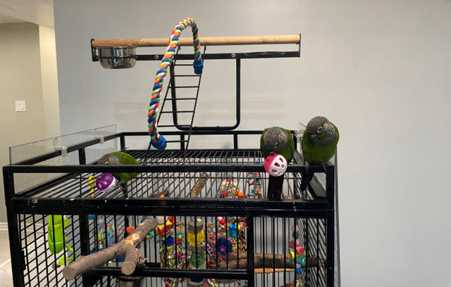 TWO green cheek conure birds with entire cage setup in Birds for Rehoming in Mississauga / Peel Region - Image 4