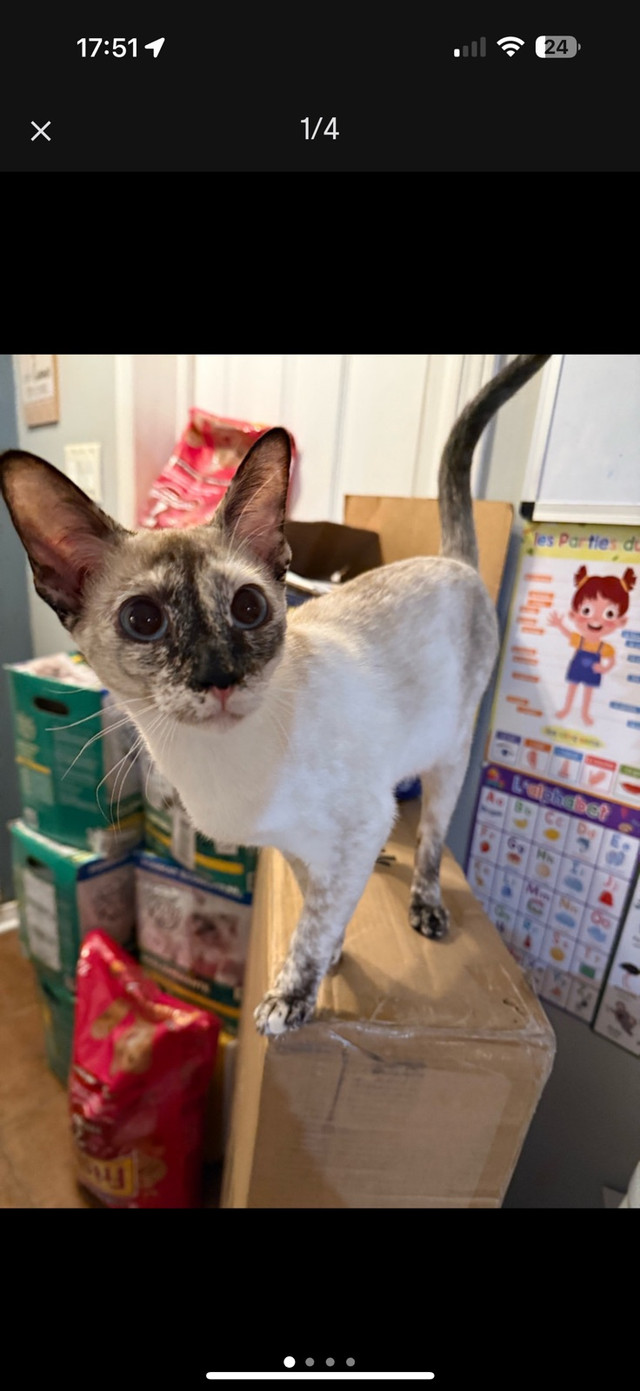 siamois à vendre  dans Chats et chatons à adopter  à Laval/Rive Nord - Image 2