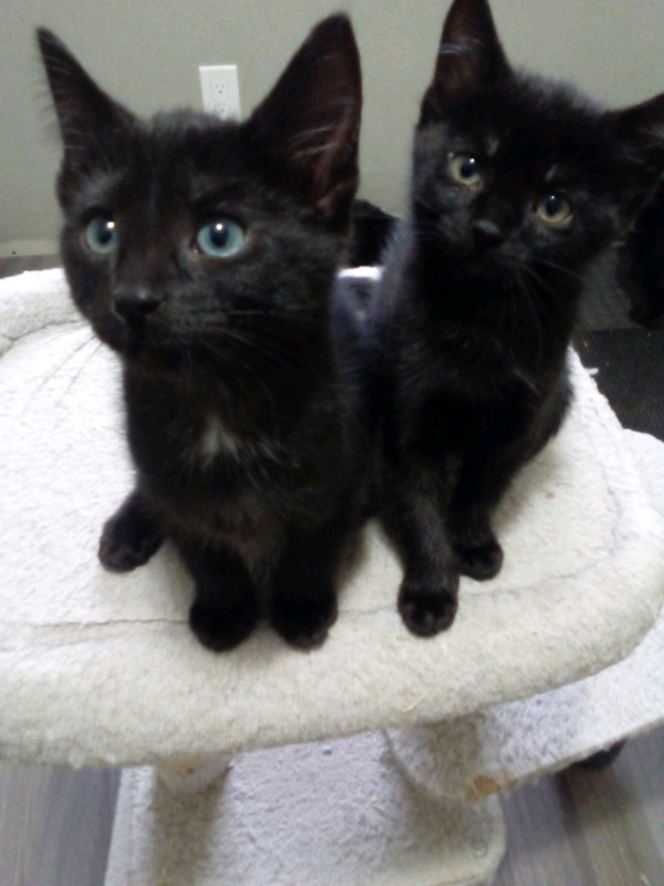 A*D*O*R*A*B*L*E* KITTENS READY TO GO Cats & Kittens for Rehoming