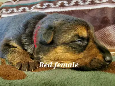 German Shepherd Puppies, View more