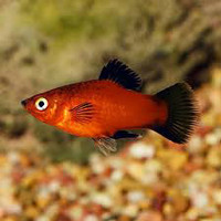 Red Wagtail Platy $3 each 