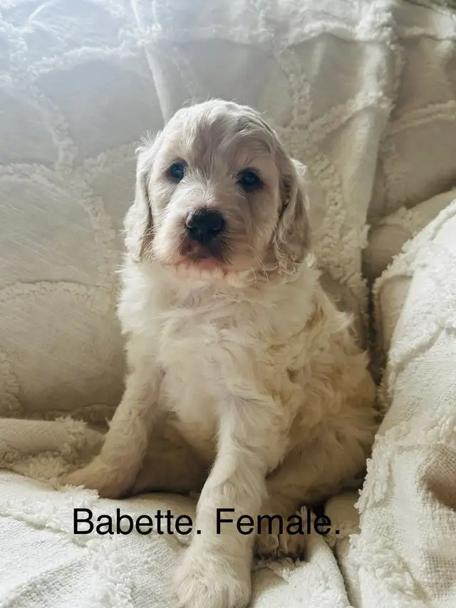 Stunning Cockapoos. in Dogs & Puppies for Rehoming in Edmonton - Image 7