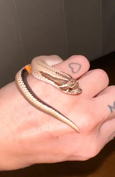 SUPERCONDA het.SNOW WESTERN HOGNOSE, View more