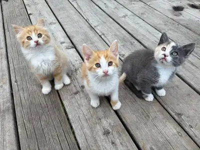kittens available, View more