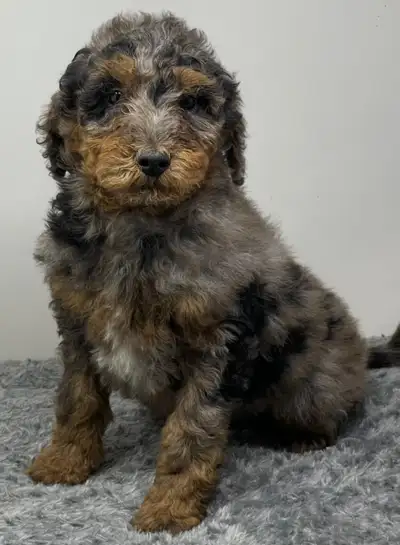 Mini Goldendoodle - Bernedoodle - Aussiedoodle, View more
