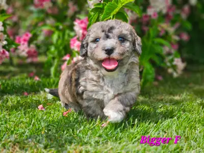 Maltipoos, Rare and gorgeous colors, Blue eyes!, View more