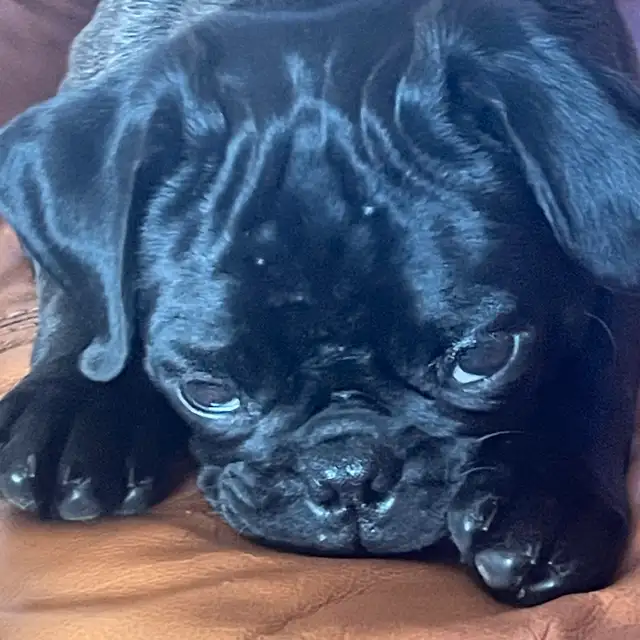 pug puppy in Dogs & Puppies for Rehoming in West Island - Image 9