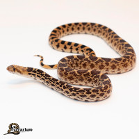 Serpent Taureau - Régulier - Mâle