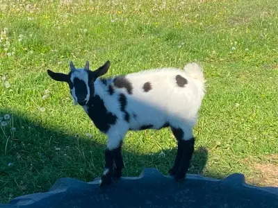 Nigerian Dwarf X Pygmy Bucklings, View more