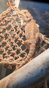 Juvenile Fancy Bearded Dragon - MALE -COMES WITH EVERYTHING