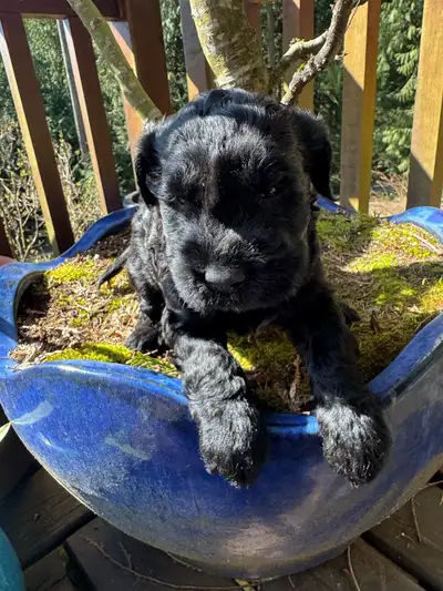 Giant Schnauzer puppies available early May, View more