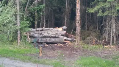Free firewood Poplar 10 minutes from the bypass Olson rd Message if interested Thanks