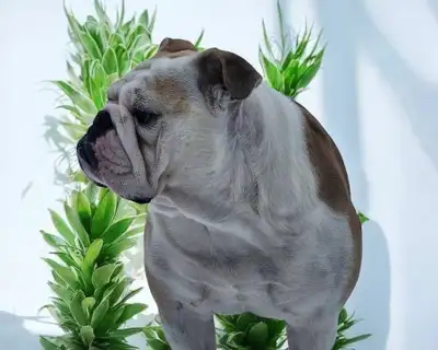 CKC registered English Bulldog Puppies, View more