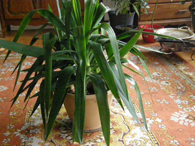 House plants in Other in Markham / York Region - Image 2