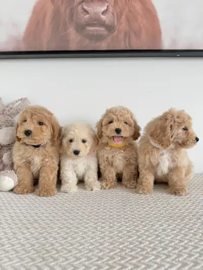 Gorgeous Puppies Toy Poodle Bichon Puppies, View more