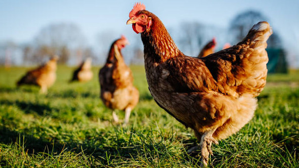 Chicken Coop AND Hen Rental in Livestock in Ottawa - Image 4