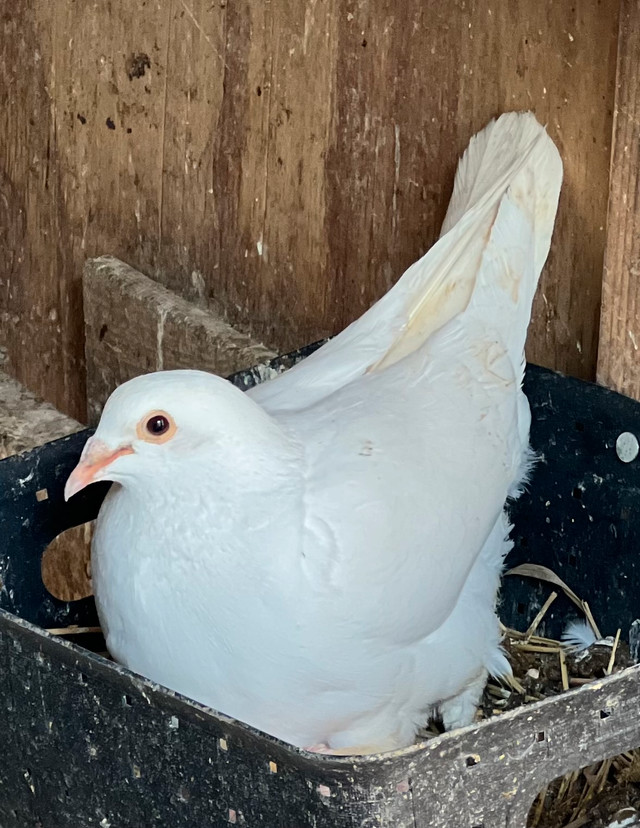 Pigeons de races. dans Oiseaux à adopter  à Laval/Rive Nord - Image 3