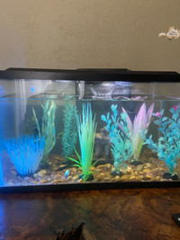 20 gallon tank with glow fish 