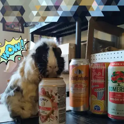 5-yr old guinea pig boy, active and playful, look for a patient new friend. FREE, with cage, drinkin...